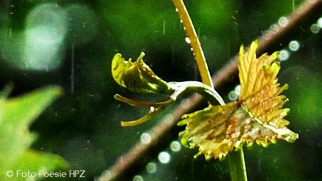 Ein Regentag im Frühling...