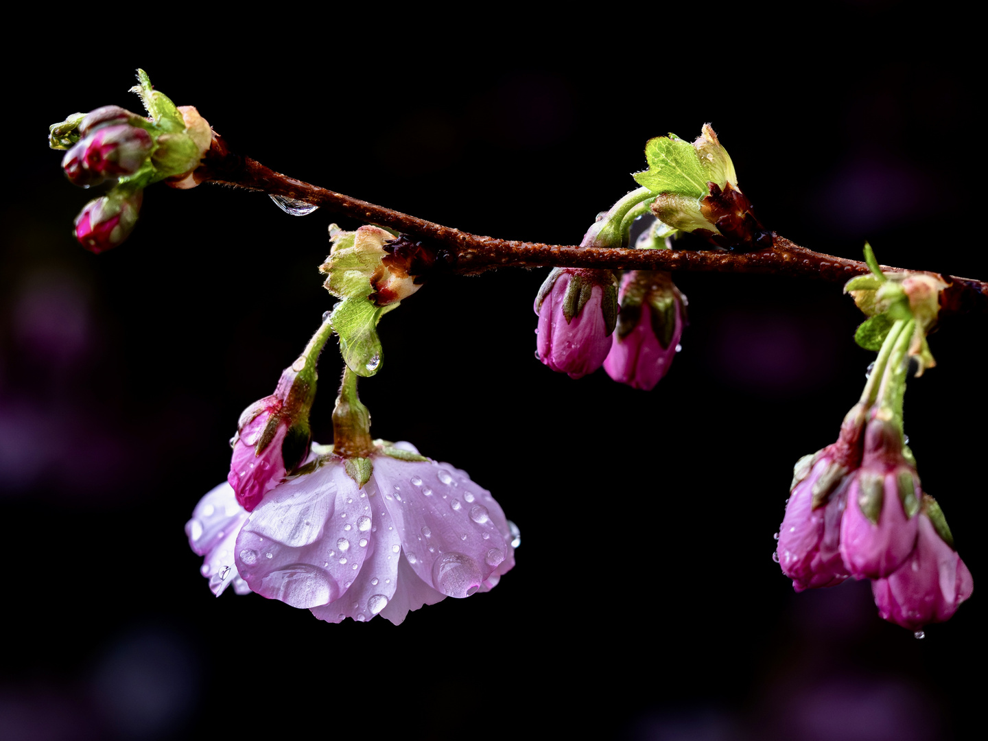 Ein Regentag im Frühling I