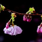 Ein Regentag im Frühling I