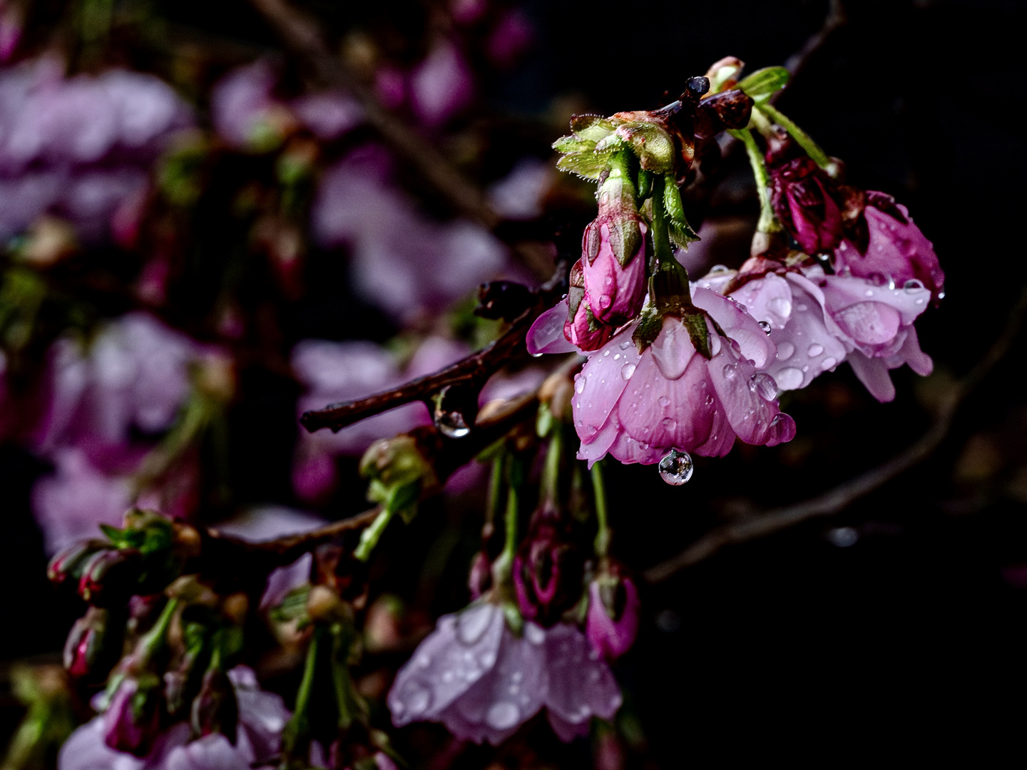 Ein Regentag im Frühling II