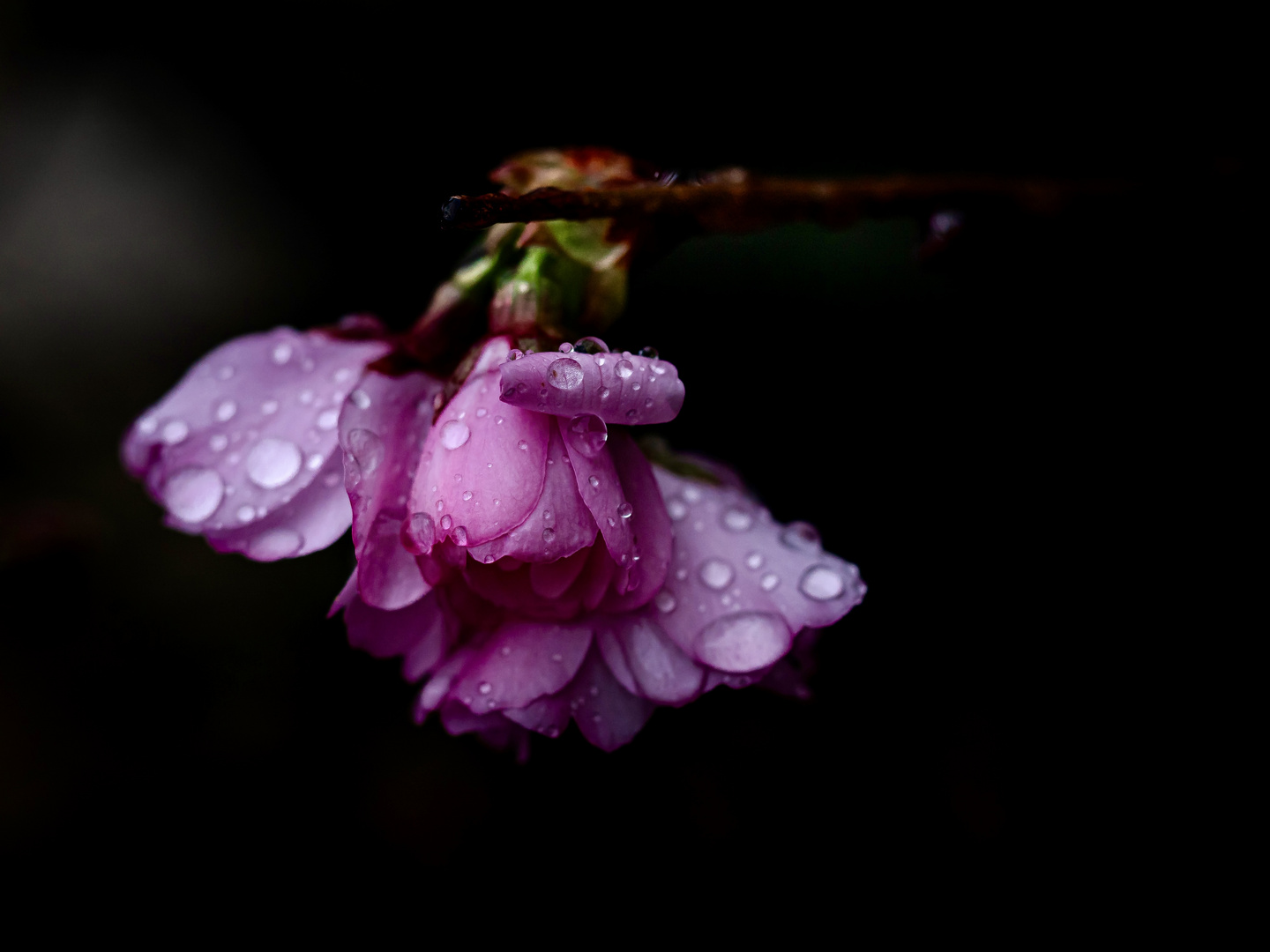 Ein Regentag im Frühling III