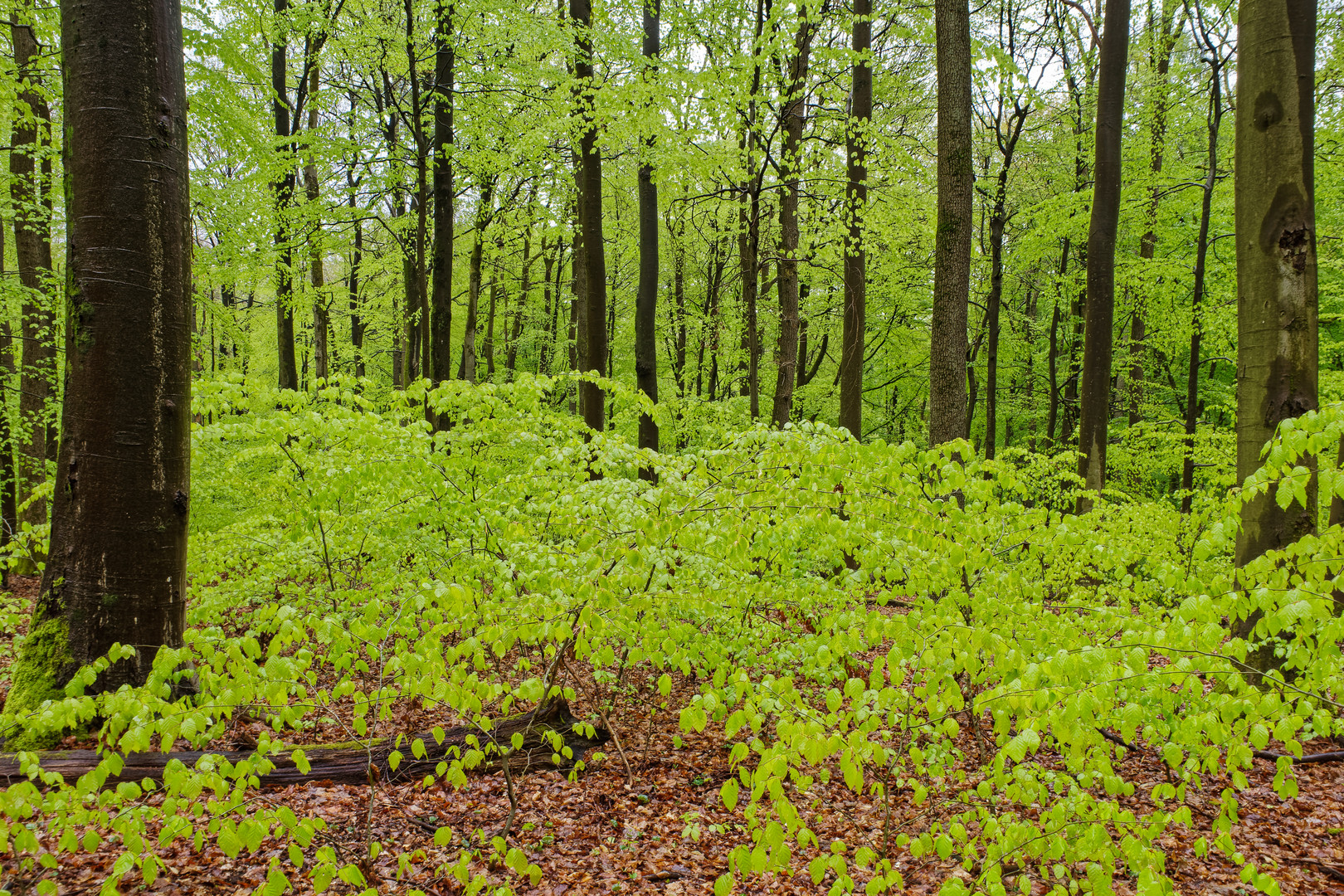 Ein Regentag im frühlingsgrünen Wald  (3)