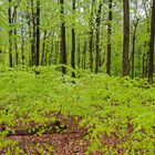 Ein Regentag im frühlingsgrünen Wald  (3)