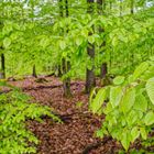 Ein Regentag im frühlingsgrünen Wald  (4)