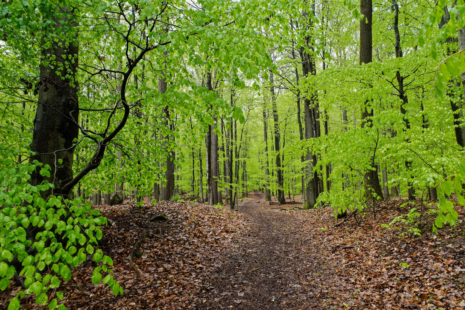 Ein Regentag im frühlingsgrünen Wald  (5)