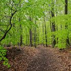 Ein Regentag im frühlingsgrünen Wald  (5)