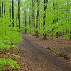 Ein Regentag im frühlingsgrünen Wald  (6)