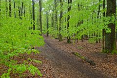 Ein Regentag im frühlingsgrünen Wald  (6)