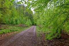 Ein Regentag im frühlingsgrünen Wald  (7)