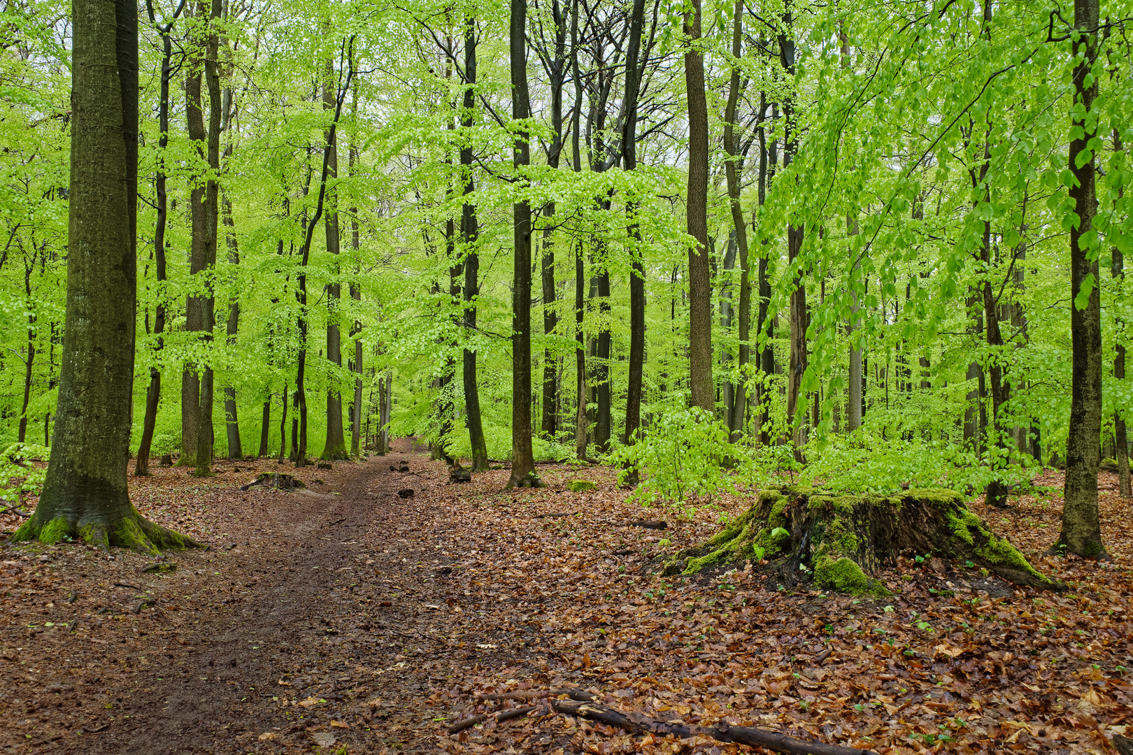 Ein Regentag im frühlingsgrünen Wald  (8)