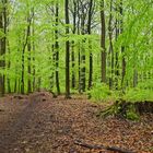 Ein Regentag im frühlingsgrünen Wald  (8)