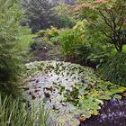 Ein Regentag im Japanischen Garten