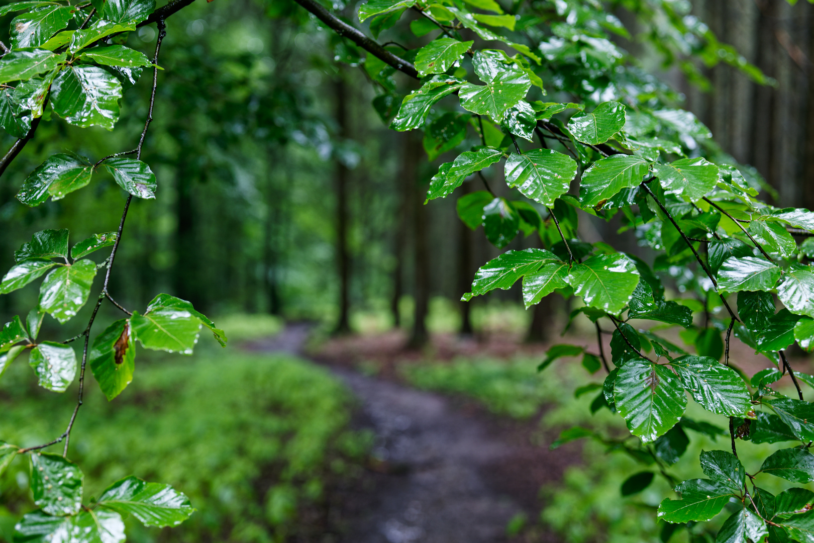 Ein Regentag im Sommerwald