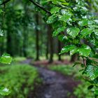 Ein Regentag im Sommerwald