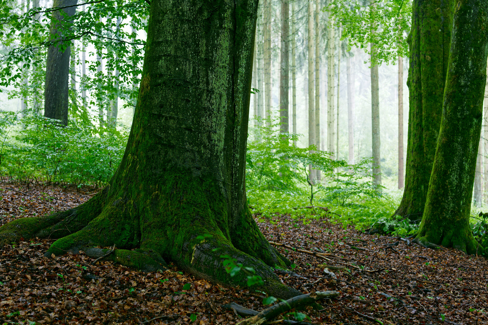 Ein Regentag im Sommerwald