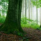 Ein Regentag im Sommerwald