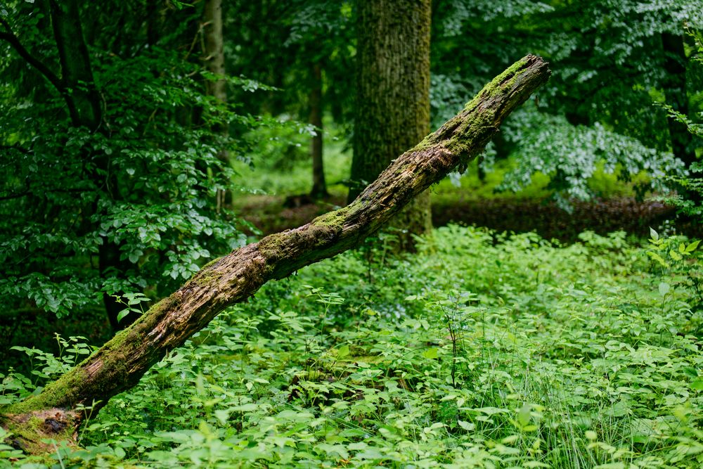 Ein Regentag im Sommerwald