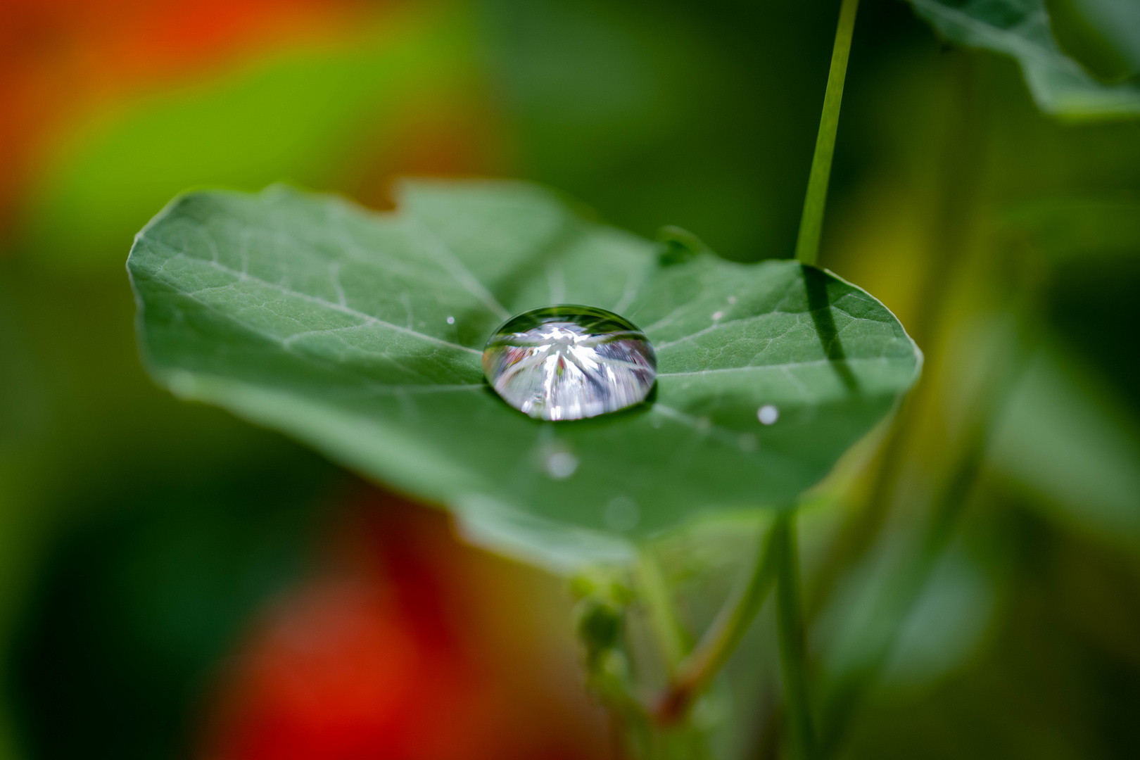 Ein Regentropfen .......   schön wie ein Diamant 