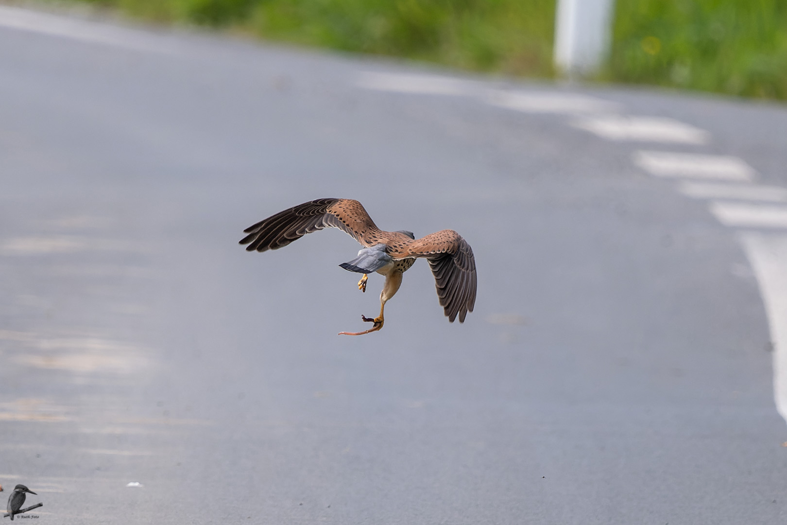 ein Regenwurm