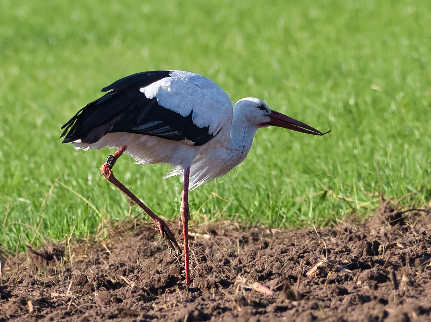 Ein Regenwurm als Storchenspeise