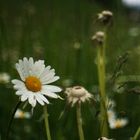 Ein regnerischer Sommertag im Ultental