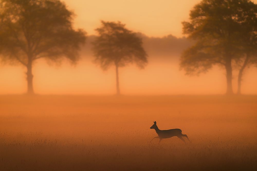 Ein Reh - auf und davon im Morgennebel...