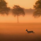 Ein Reh - auf und davon im Morgennebel...