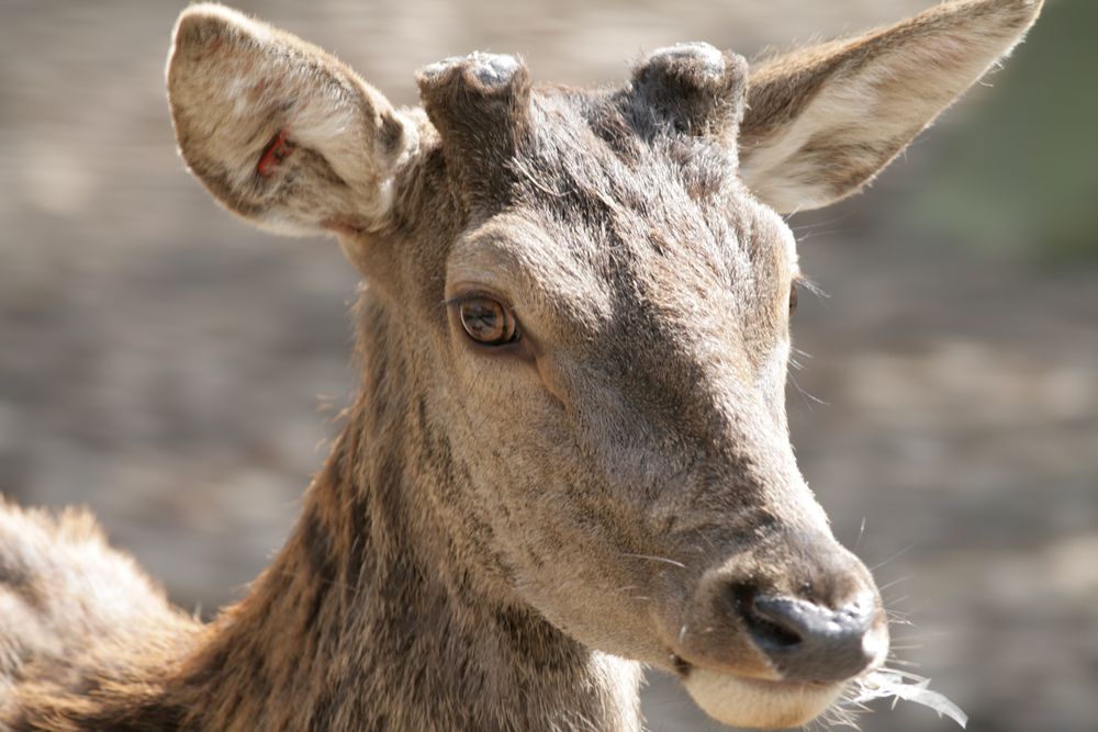 ein reh Bild & Foto von manuel1286 aus Pure Natur Fotografie