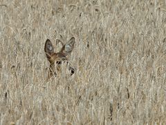 Ein Reh im Kornfeld.....