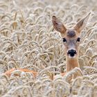 Ein Reh im Kornfeld ...