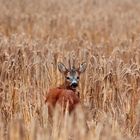 Ein Reh im Kornfeld