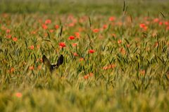 Ein Reh im Kornfeld.