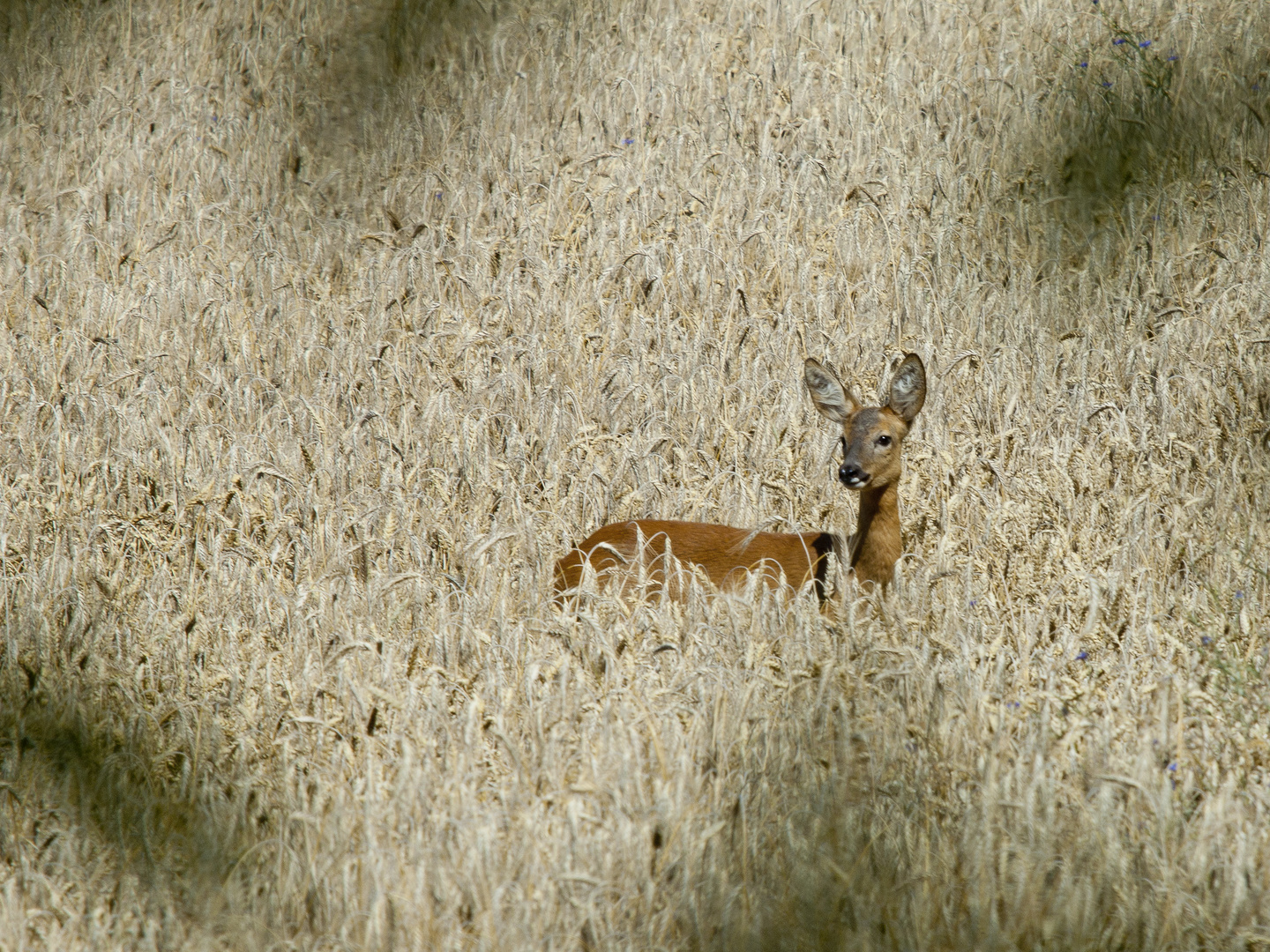 Ein Reh im Kornfeld.....2