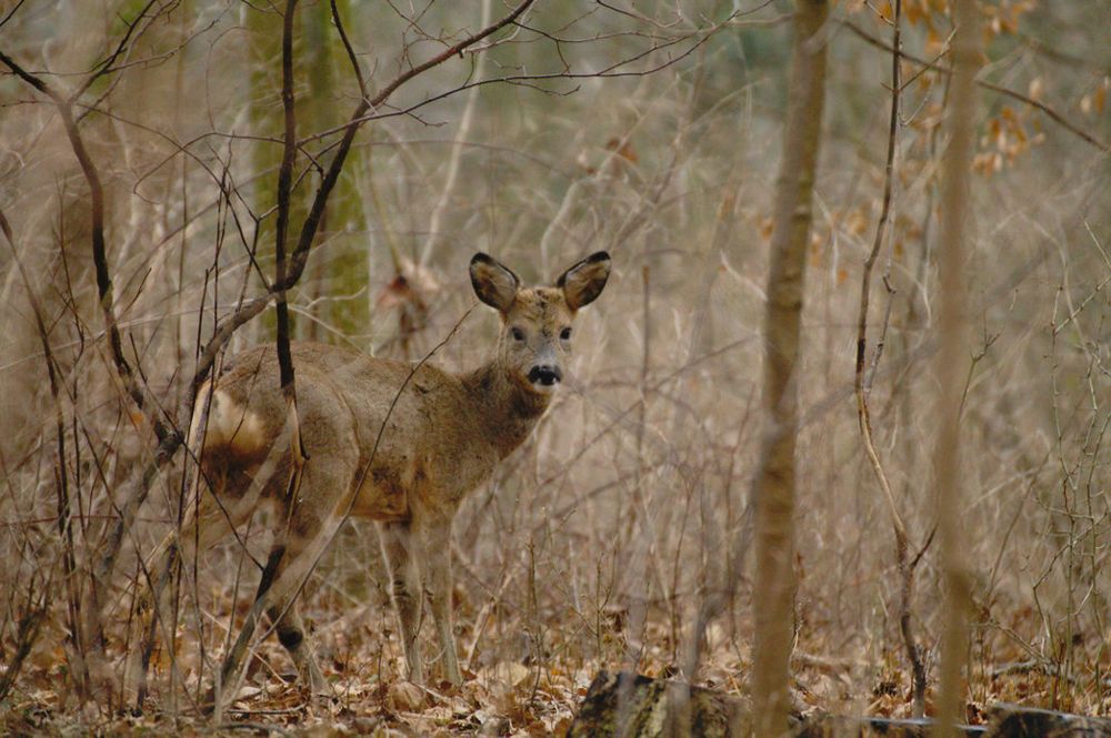 Ein Reh im Walde Foto & Bild tiere, wildlife, wildlife sonstige