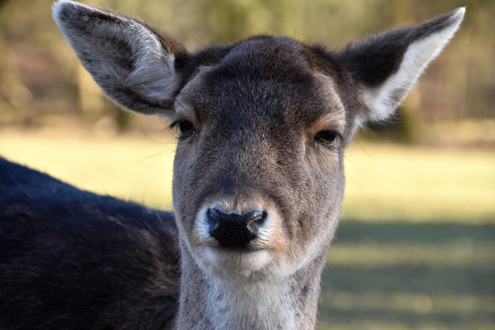 Ein Reh im Wildpark Grafenberger Wald