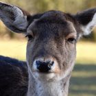 Ein Reh im Wildpark Grafenberger Wald