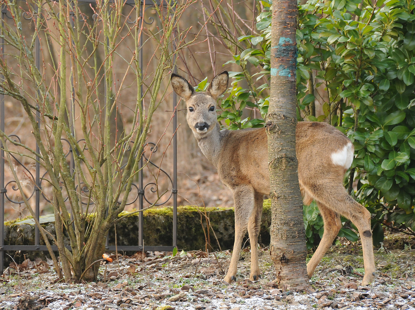 Ein Reh in unserem Garten Foto & Bild tiere, wildlife, wildlife