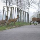 Ein Reh... Zwei Rehe... Drei Rehe... 