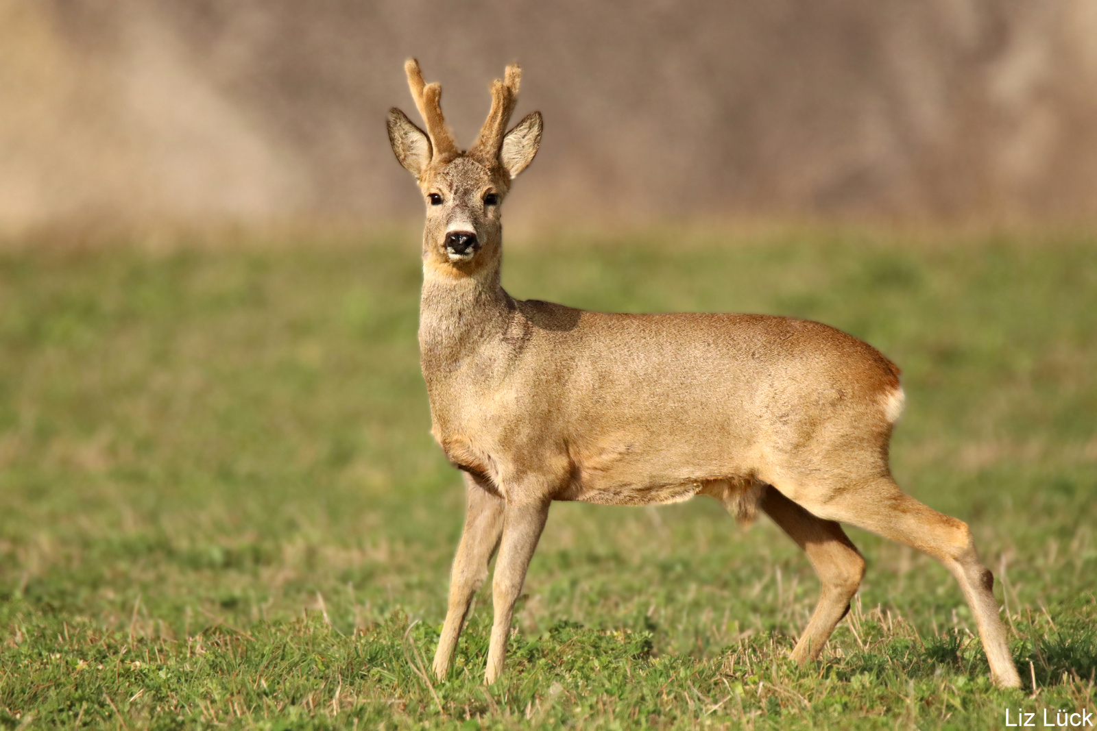 ein Rehbock