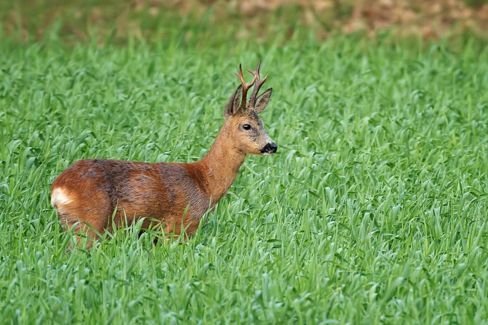 Ein Rehbock.