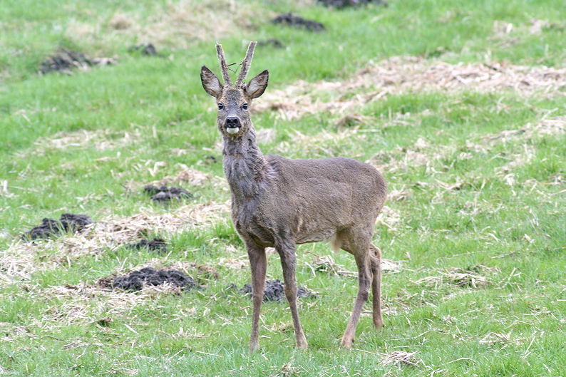 ein Rehbock