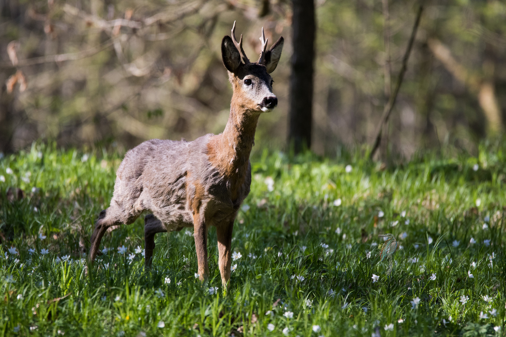 Ein Rehbock beim Fellwechsel.