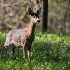 Ein Rehbock beim Fellwechsel.