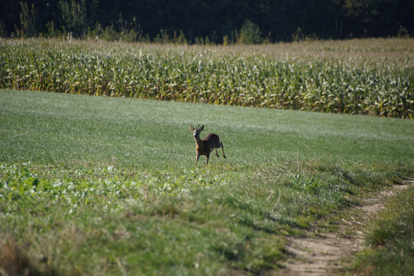 Ein Rehbock beim Sprung aus dem Maisfeld