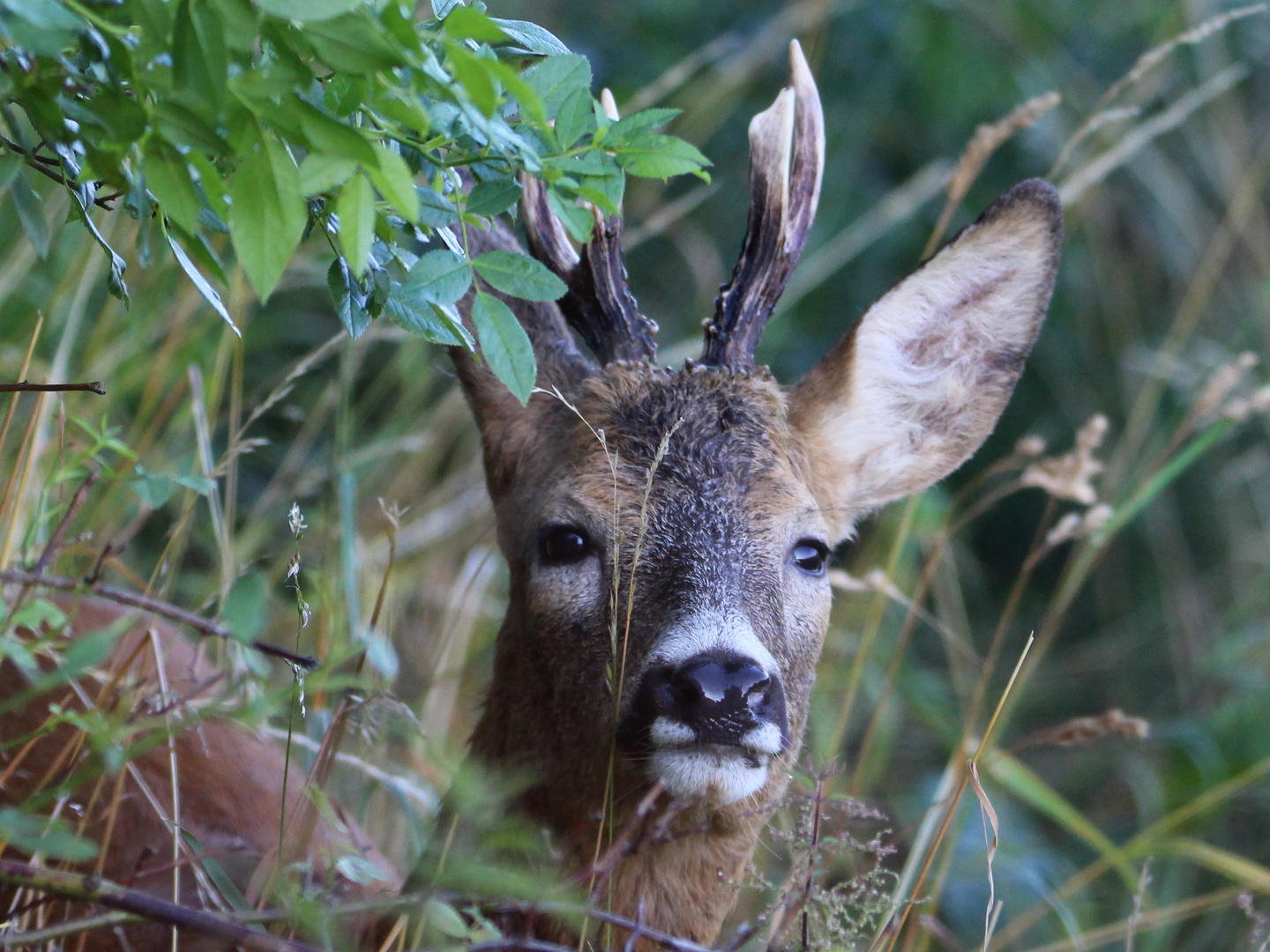 Ein Rehbock im Dickicht des Waldes