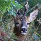 Ein Rehbock im Dickicht des Waldes