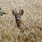 ein Rehbock im Kornfeld