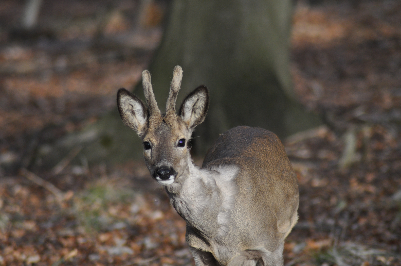 Ein Rehbock im Wald