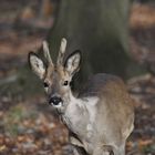 Ein Rehbock im Wald