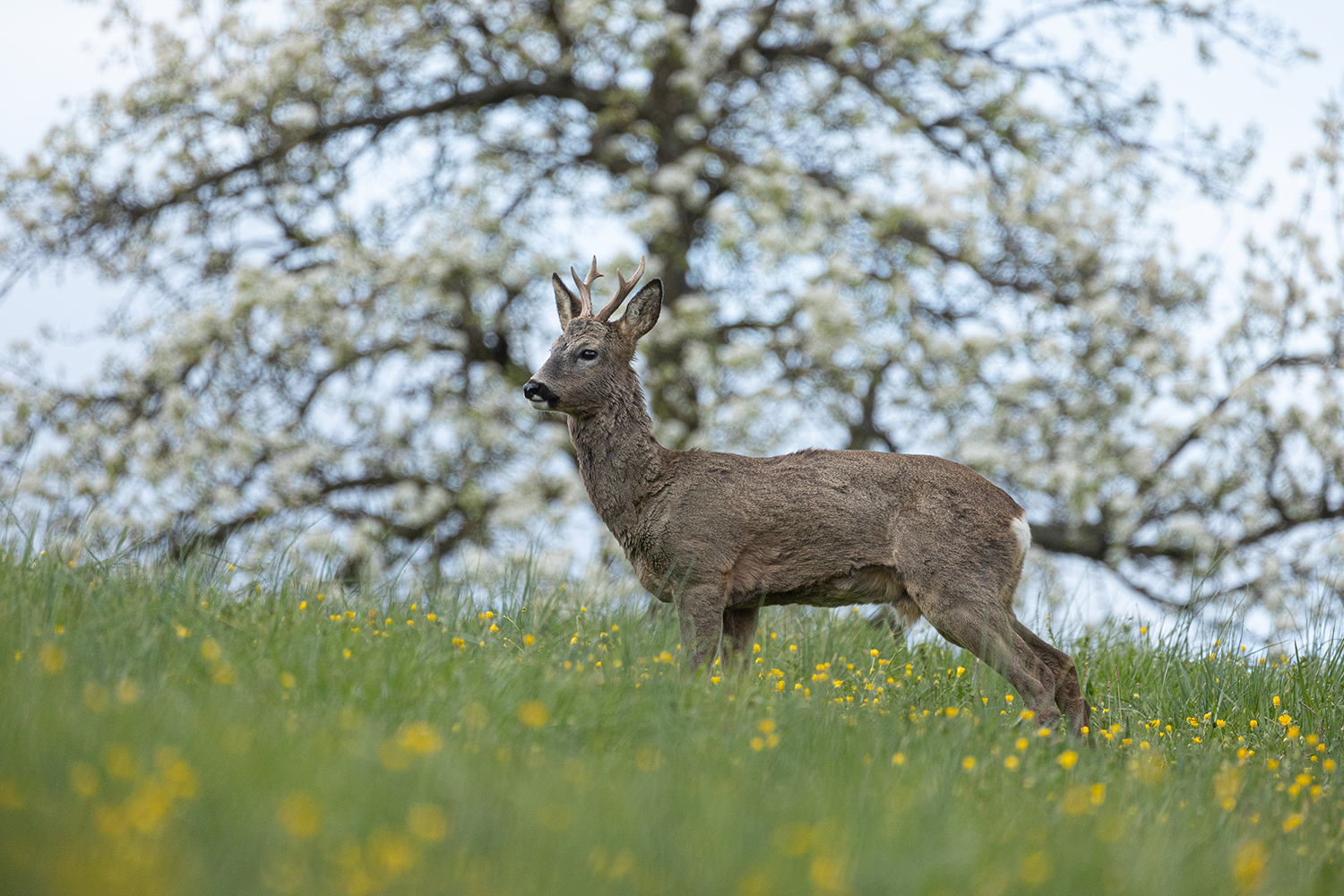 *** Ein Rehbock in der Streuobstwiese ***